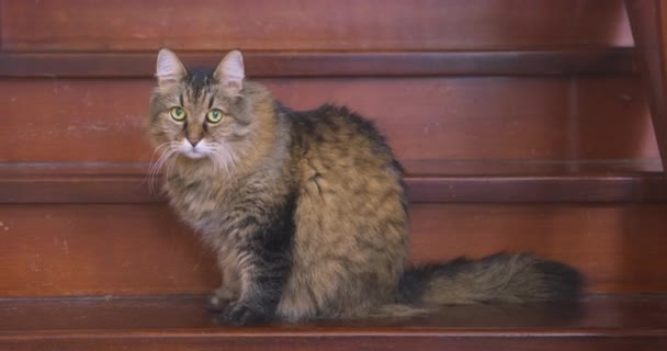 Timid tabby fluffy cat with green eyes sits on the step of wooden staircase in house and looks around suspiciously, front view. It is the first time recently adopted adult pet inspects future house — Stock Video
