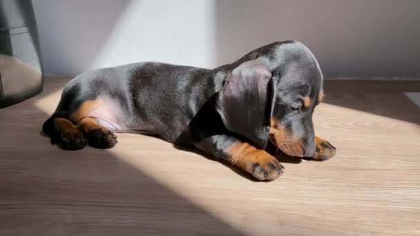 Anjing Dachshund yang manis bermain cukup banyak, menghabiskan semua energi dan jatuh tertidur seperti kayu. Anjing kecil yang lucu lucu mencoba untuk menetap di lantai untuk berjemur di bawah sinar matahari — Stok Video