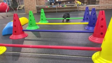 Komik dachshund köpeği evcil hayvan spor salonunda engellerin üzerinden atlama egzersizi yapmak zorundaydı ama aynada yansımasını gördü ve onunla oynamak için koştu. Neşeli bebek köpek.