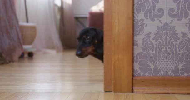 Lindo negro dachshund corre fuera de detrás de la pared en casa — Vídeo de stock