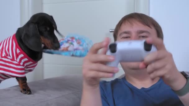 Cute Dachshund dog fans out capricious young man playing videogame — Wideo stockowe