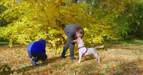 Kadın ve oğul, sonbahar parkında Amerikan Zorba Köpeğiyle oynuyorlar. — Stok video