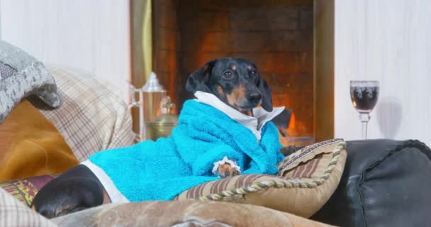 Dachshund sits on cushions in bathrobe against fireplace — Stockvideo