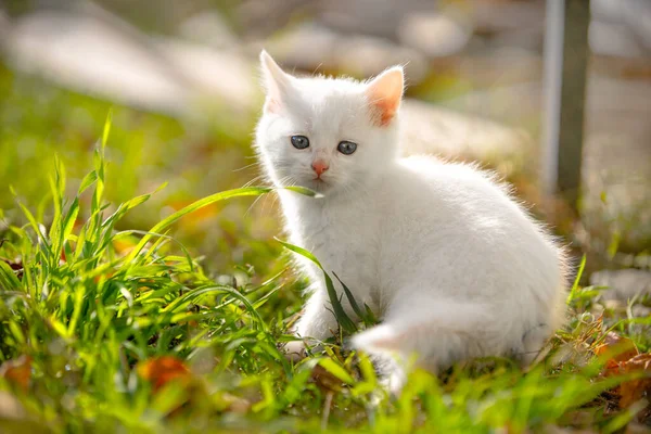 Cute blue-eyed white fluffy kitten is sitting in grass on lawn with a puzzled look, warm rays of the sun illuminate pet. Baby animal went for a walk outside for the first time — Stock Photo, Image