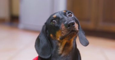 Kırmızı tişörtlü komik bir köpek yavrusunun portresi. İtaatkar bir şekilde oturur ve antrenman sırasında sahibini ya da idarecisini dinler. Kapatın, tepeden aşağı bakın.