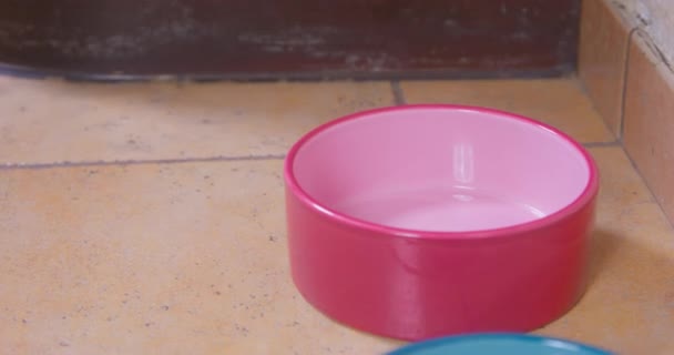 Mollige man plaagt teckel met voedsel in lege roze plaat — Stockvideo