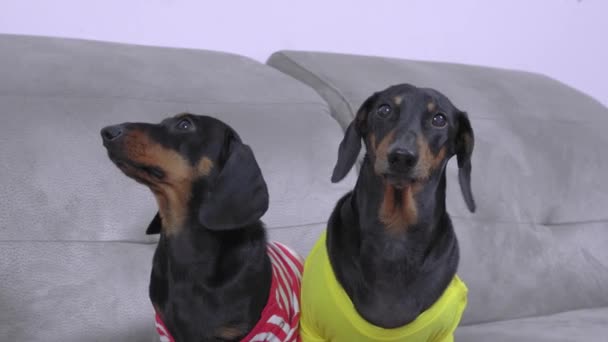 Dva neklidný jezevčík pes a štěně poslušně sedí na gauči a nervózně otáčí hlavu ze strany na stranu při každém zvuku — Stock video