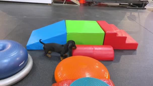 Funny clumsy dachshund puppy for the first time in gym for pets. Baby dog has fun running around, sniffing everything and getting acquainted with sports equipment — Stockvideo