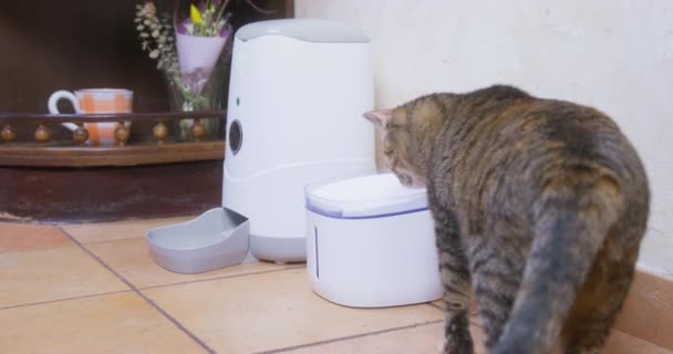 Domestic cat smells drinker near automatical animal feeder — 图库视频影像