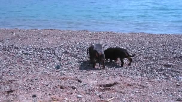 Two dog dachshund play on sand by sea against background of blue clouds at summer. Pet walking on the shore — Video Stock