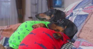 Dachshundlar öğle yemeğinden sonra yüklüdürler, ve şimdi kanepede yatarlar, ilginç bir şey duyarlar, ama hareket edemezler ve kontrol etmek için kalkarlar, bu yüzden başlarını çevirirler,