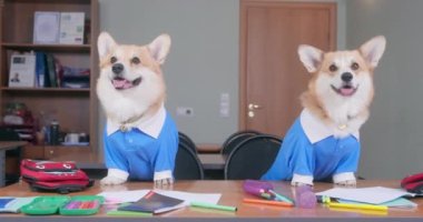 Birkaç giysili Corgi, çalışma malzemeleriyle birlikte masada oturuyor.