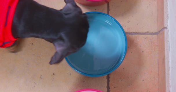 Dachshund busca comida para perros en plato azul en el suelo de baldosas — Vídeos de Stock