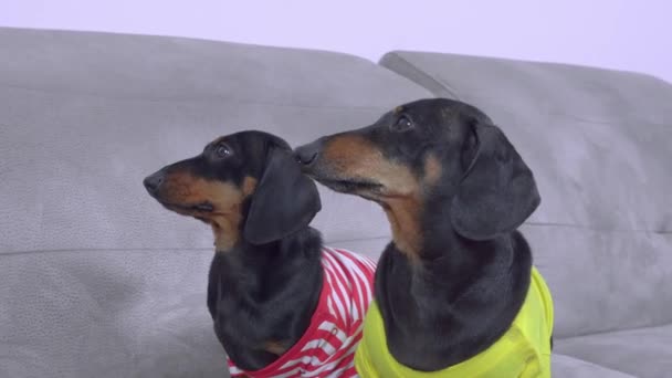カラフルなTシャツを着たかわいい2匹のダックスフンドの犬がソファに座って周りを見回しています。子犬は食べたいか遊びたい — ストック動画
