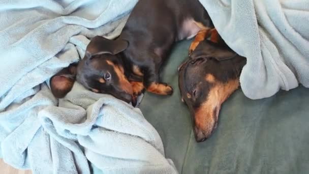 Camera rises above two adorable dachshund dogs who are trying to sleep together on bed under warm blanket, but still suspiciously watching what is happening, top view — Vídeo de Stock
