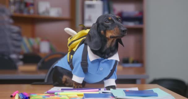 Cute dachshund puppy in school uniform is obediently sitting at desk with backpack in form of bee, it is looking around ready for the lesson, notebooks and stationery are scattered on table — Wideo stockowe