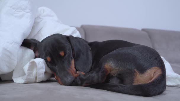 Şirin bir dachshund köpeği evdeki hafif bir kanepede kıvrılıp uyuyor. Rahat hayvan istirahatı — Stok video