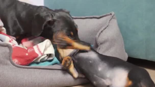 Teckel puppy en volwassen hond met glad bont spelen samen op kussen bed in de buurt van parketvloer in de woonkamer close-up. — Stockvideo