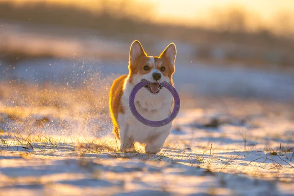 Active Welsh corgi Pembroke or cardigan dog stands with a ring-shaped toy in its teeth, front view. Funny pet enjoys snow while walking on a frosty morning or evening. — ストック写真
