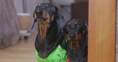Cute dressed dachshunds bark in room looking at camera