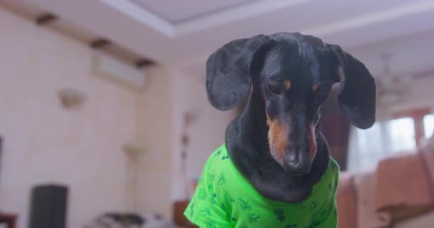 Funny puppy in red t-shirt slowly shows up behind the unsuspecting dachshund dog wearing green t-shirt. Pet wants to scare and prank a friend. Animals play with each other at home — Vídeos de Stock
