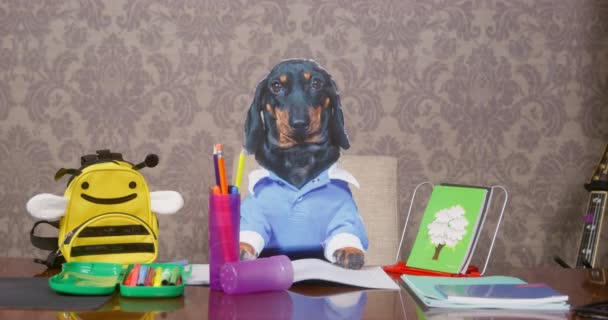Cachorro de cartón divertido dachshund en camiseta azul cayó sobre la mesa, que está llena de papelería, cuadernos y mochila en forma de abeja. Chico descuidado hace chistes prácticos — Vídeo de stock