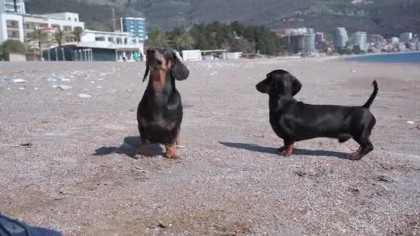 Two dachshund dogs walk on a sunny day on the beach of the sea, bark at the owner and run away. Fun on vacation with a pet — Wideo stockowe