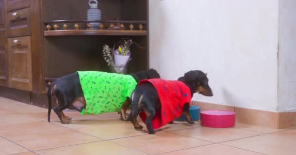 Cute dachshunds wait for food near colorful plates at home — Wideo stockowe