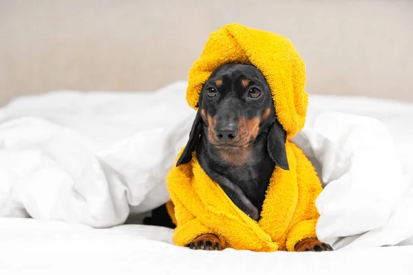 Dachshund puppy in yellow bathrobe and with towel wrapped around its head like turban is lying in bed, under duvet waiting for spa treatments or massage. Pet is going to sleep after taking shower — Stok Foto