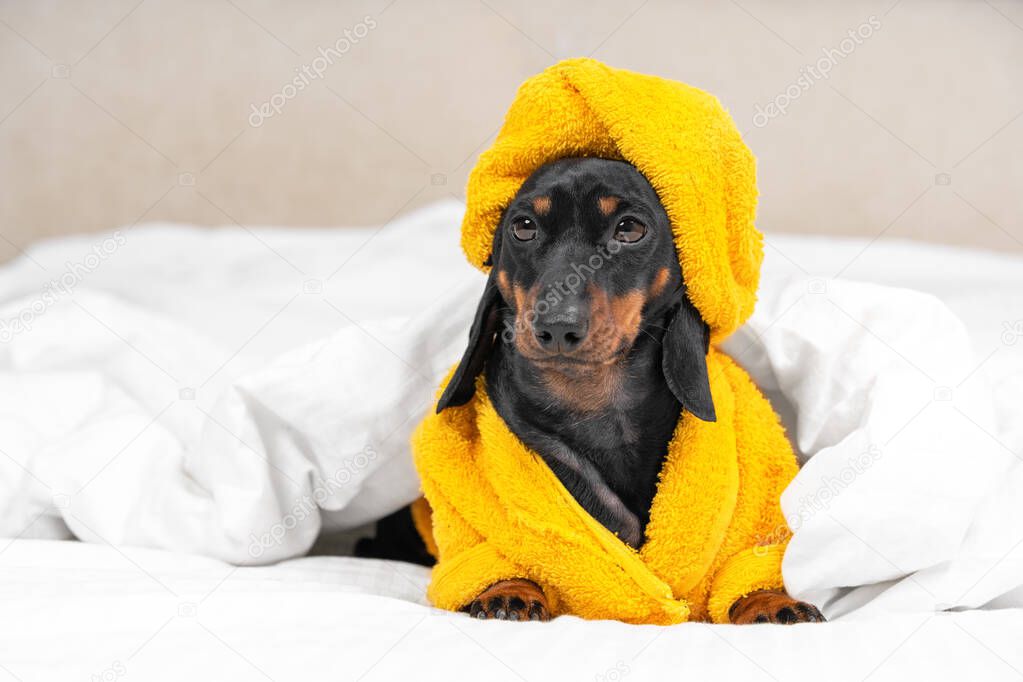 Dachshund puppy in yellow bathrobe and with towel wrapped around its head like turban is lying in bed, under duvet waiting for spa treatments or massage. Pet is going to sleep after taking shower