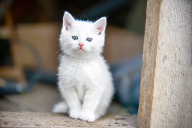 Funny blue-eyed white fluffy kitten is sitting on the doorstep of house. It is interesting for pet to go outside for a walk, but it is still scary to do it for the first time