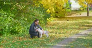 Young dark-haired woman is playing with cheerful American bully outdoor. Owner shows pet how to execute the command and dog joyfully jumps into her arms, wagging its tail.