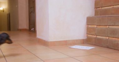 Dachshund puppy in funny red t-shirt runs up to piece of paper lying on floor and starts sniffing it. Hungry mischievous pet is looking for food on floor. Dog is engaged in nose work during training