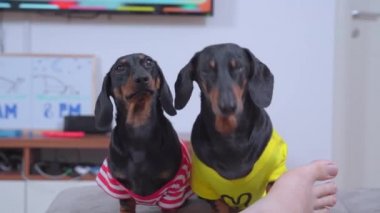 Adorable Dachshund dogs in colorful clothes look at camera sitting near foot of barefoot owner in light living room.