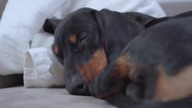 Dachshund puppy dog sleeping so cute at home on the bed covered with a white blanket . Cozy pet rest