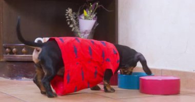 Black dachshund looks for food in colorful plates on floor