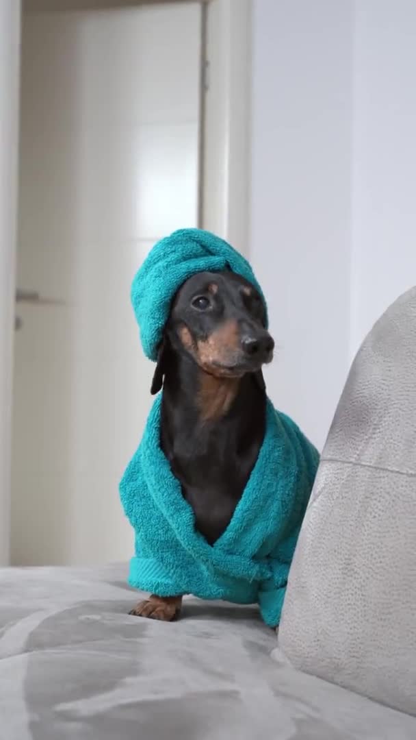 Funny dachshund puppy in cozy bathrobe and head wrapped with soft towel sits on light grey couch in room close looks away and runs away, vertical shot — Vídeo de Stock