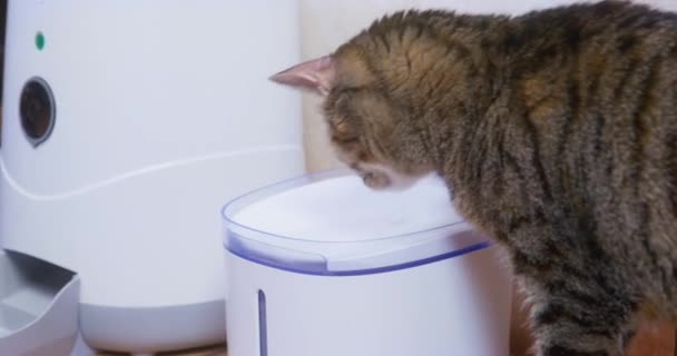 Tabby cat for the first time carefully drinks water from automatic pet fountain, which turns on and off by timer, a view from the back. Convenience devices for domestic animals — Vídeos de Stock