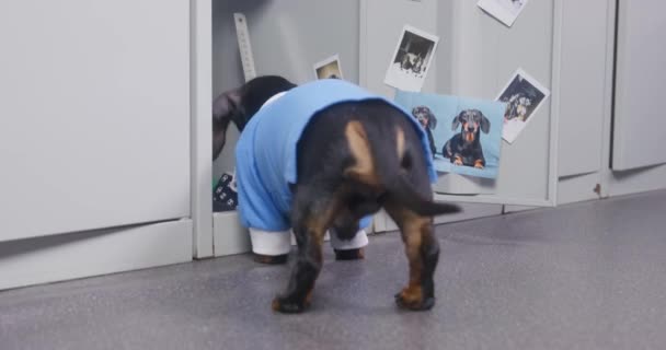 Dachshund in blue suit looks for food in school locker — Vídeos de Stock