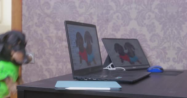 On the desktop there is laptop and tablet with photo of beloved pets on screensavers. Adorable dachshund dog in home t-shirt puts its paws on table and checks what is on it. — Stockvideo