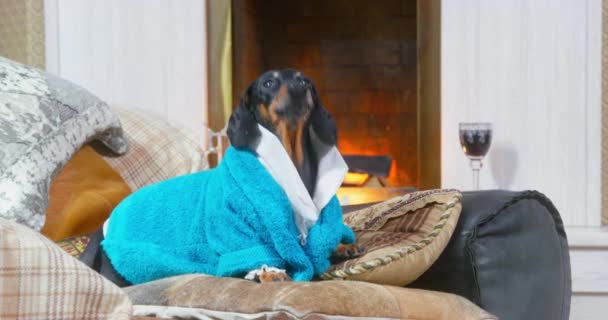 Funny dachshund dog in blue terry dressing gown lies on sofa by the lit fireplace like real lord, barks to call servant and sneezes because of allergy or flu. Cozy home atmosphere. — стоковое видео
