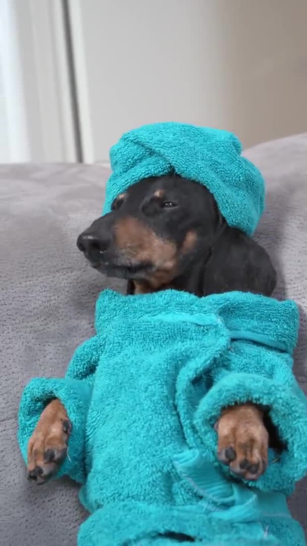 Two clean dachshund dog in blue bathrobe and with towel wrapped around head after shower lies and chills on couch at lazy spa weekend at home. vertical video — Video Stock