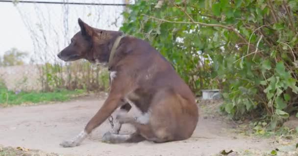 Adult smooth-haired brown mongrel dog with collar on chain. Pet is sitting on the ground in yard and scratching with its hind paw. Fleas and other pests in street animals — Stock video