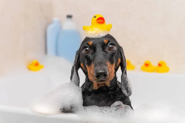 Toy ducks for bathing are scattered around tub, one is on head of dachshund bathing in foam. On side of tub there are plastic bottles of shower cosmetics with empty templates for advertising labels