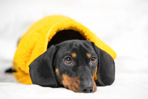 Sad or tired dachshund puppy in bright yellow terry bathrobe lies on white bed linen, front view, copy space for advertising. Lovely pet after taking shower. Daily hygiene procedures — Stock Photo, Image