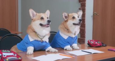 Takım elbiseli iki Corgi masada oturup öğretmenlerini dinliyorlar.