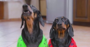 Yeşil tişörtlü aktif yetişkin dachshund köpeği sabırsız bir şekilde havlar ve kaçar, kırmızı tişörtlü komik köpek ise kayıtsız ve aptalca bir bakışla sakince oturur, ön manzara