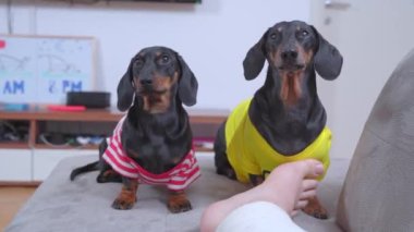İki dachshund köpeği, alçıda kırık bacaklı sahibine geldi. Beslenmeyi, oynamayı ya da onlarla yürüyüşe çıkmayı teklif etti. Köpek yavrusu ikna olmak için patisiyle yalvarıyor.