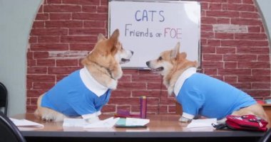 İki komik Galli Corgi Pembroke veya mavi polo tişörtlü hırka köpekleri okul malzemeleriyle dolu bir masada oturup kedilerle ilgili tartışmalara katılıyorlar.