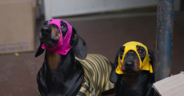 Dois cães dachshund engraçados em balaclavas coloridas ridículas feitas à mão em suas cabeças estão de pé e latindo, esperando por uma festa de máscaras, vista frontal — Vídeo de Stock